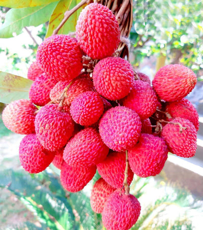 100 Pcs