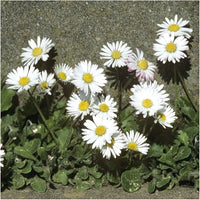 English Daisy Flowers, Fresh Seeds, Free USA Shipping