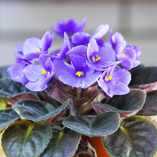 African Violet Delosperma Flower Seeds for Planting - 100 pcs for planting in your garden.