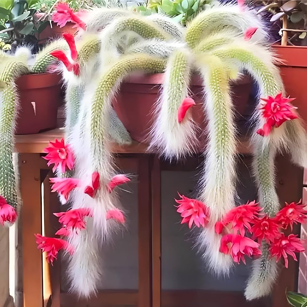 Monkey's Tail Cactus Seeds for Planting – Hildewintera Cleistocactus Colademononis Bonsai Cactus Seeds