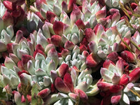 Dudleya Flower Seeds for Planting - NON GMO Seeds for planting in home garden