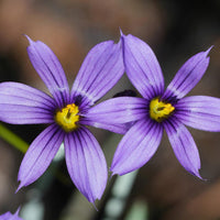 Heirloom Non-GMO Sisyrinchium Montanum Flower Seeds for Planting – Delicate Blue Perennial Garden Blooms