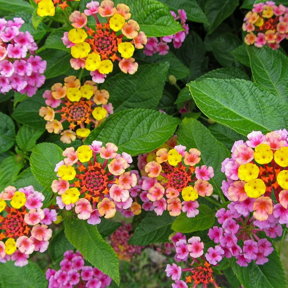 Mixed Lantana plants displaying clusters of colorful flowers in a sunny garden.
