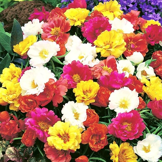 Mixed Mexican-Rose Heirloom Plant Seeds for Planting - Non-GMO Garden Seeds for Home Garden