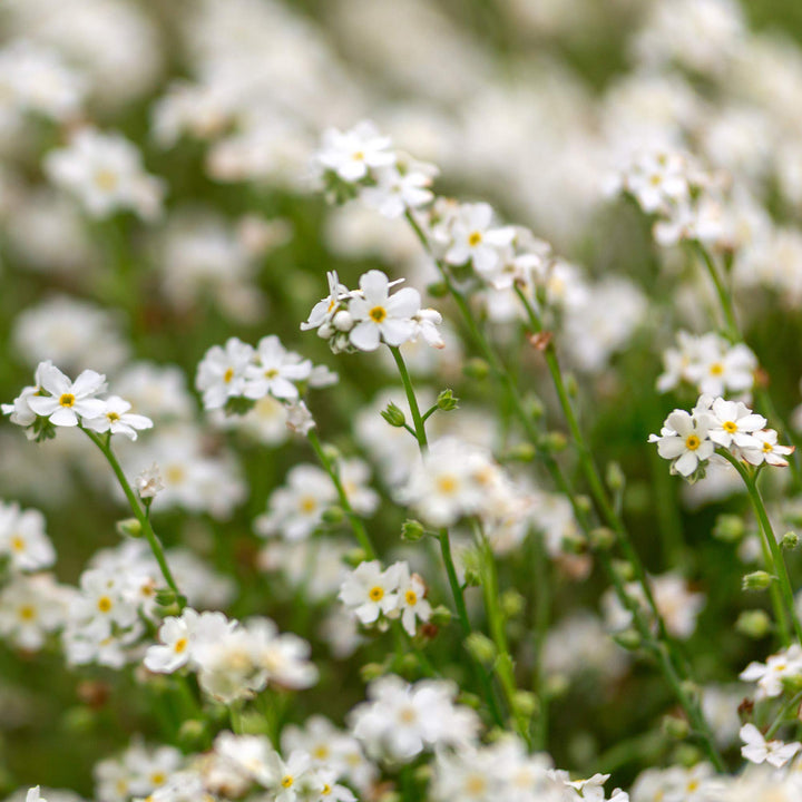 Myosotis Flower Seeds White for Planting, NON GMO Seeds