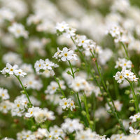Myosotis Flower Seeds White for Planting, NON GMO Seeds