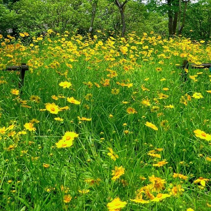 Heirloom Non-GMO Tickseed Flower Seeds for Planting – Vibrant Pollinator-Friendly Garden Blooms