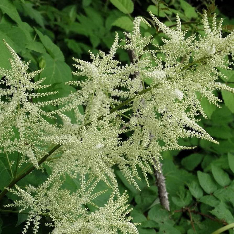 Heirloom Aruncus Dioicus Flower Seeds, Non-GMO Goat's Beard Blooms for Shaded Garden Planting