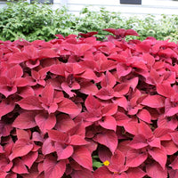 Pink Coleus Plant Seeds for Planting - Heirloom and Non-GMO Garden Seeds