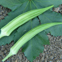 Cow Horn Okra Seeds for Planting heirloom & Non-GMO Seeds