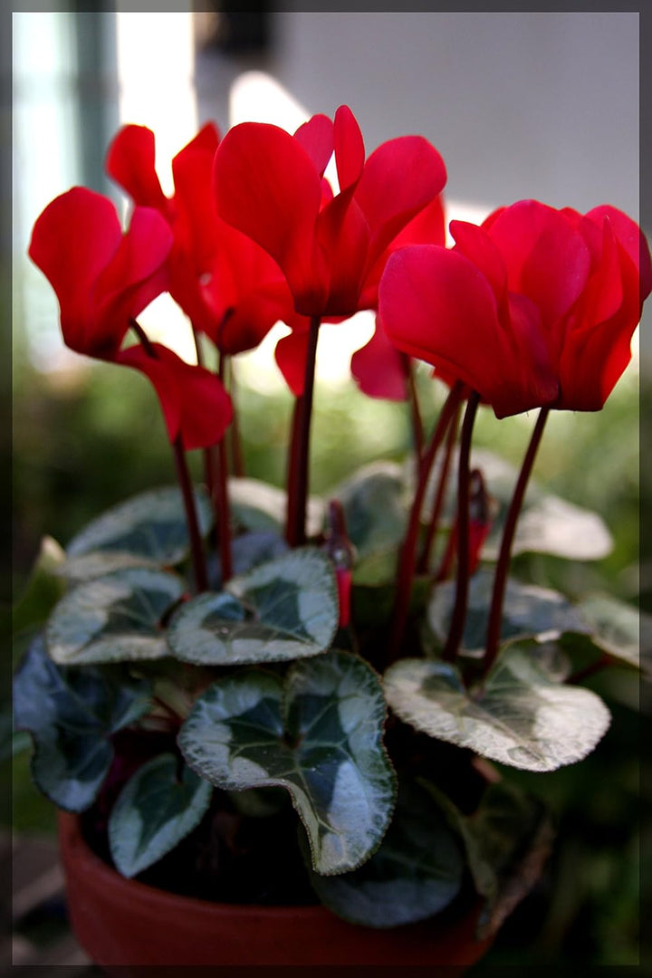 Red Cyclamen Flower Planting Seeds for Garden NON GMO Seeds