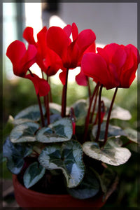 Red Cyclamen Flower Planting Seeds for Garden NON GMO Seeds