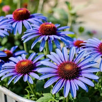 Light Blue Echinacea Seeds Purple Coneflower Pine Chrysanthemum Flower Seeds for Planting