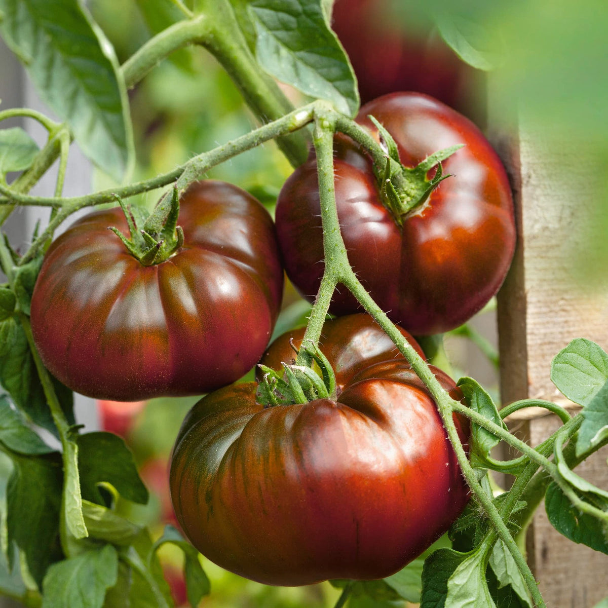 Paul Robeson Tomato Seeds for Planting - Heirloom & Non-GMO Garden Seeds