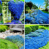 Blue Creeping Thyme Flower Seeds for Planting - NON GMO Seeds