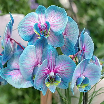 Blue Pink Butterfly Orchid Flower Seeds for Planting – Heirloom, NON-GMO, Easy to Grow Garden Blooms for planting in your garden.