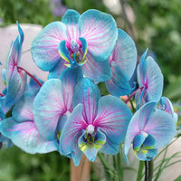 Heirloom Rainbow Phalaenopsis Orchid Flower Seeds for Planting ƒ?? Non-GMO, Exotic Indoor Blooms for planting in your garden.