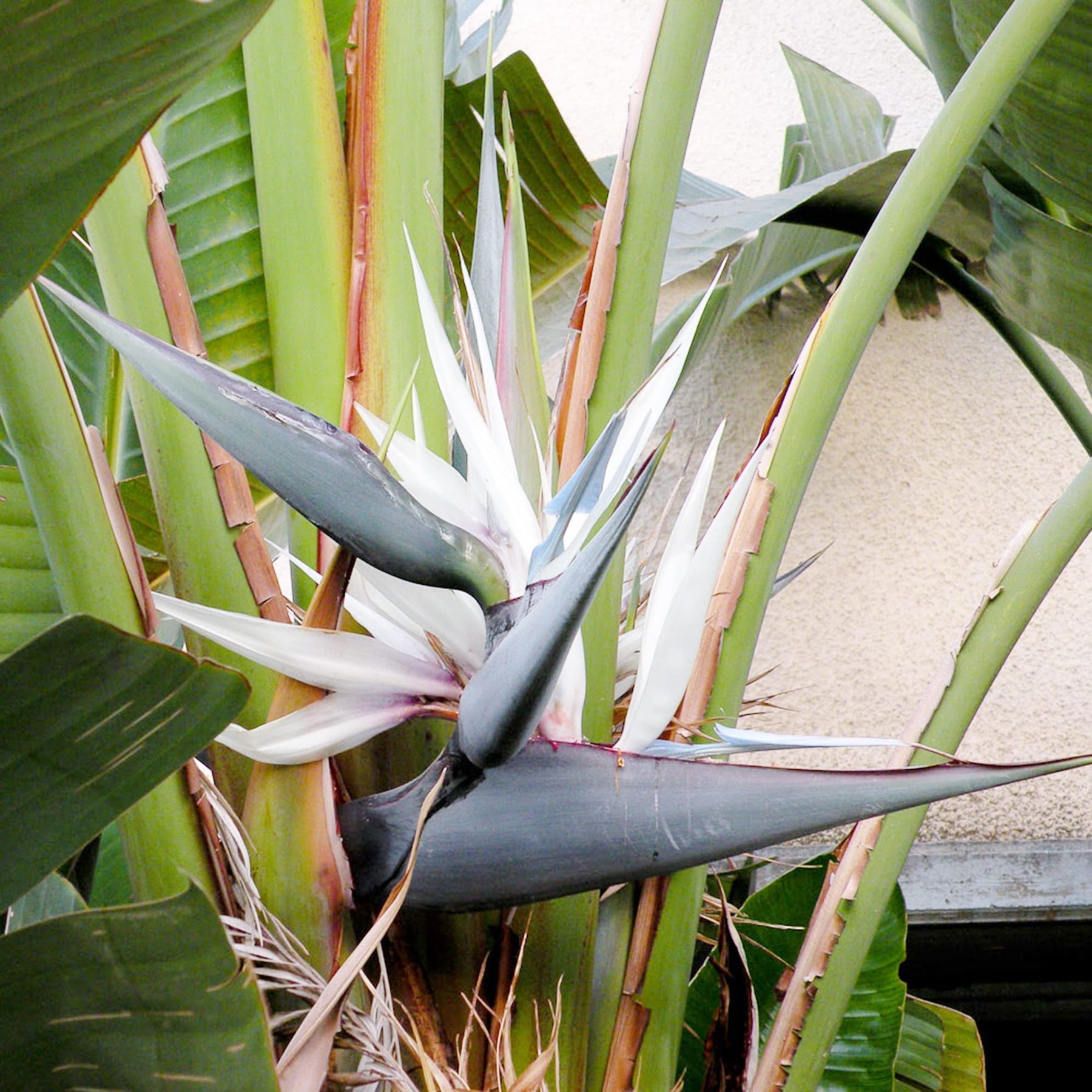Heirloom Non-GMO White Strelitzia Reginae Flower Seeds for Planting – Exotic Bird of Paradise Seeds