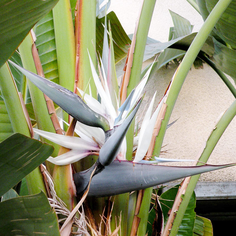 Heirloom Non-GMO White Strelitzia Reginae Flower Seeds for Planting – Exotic Bird of Paradise Seeds - Non-GMO for planting in home garden