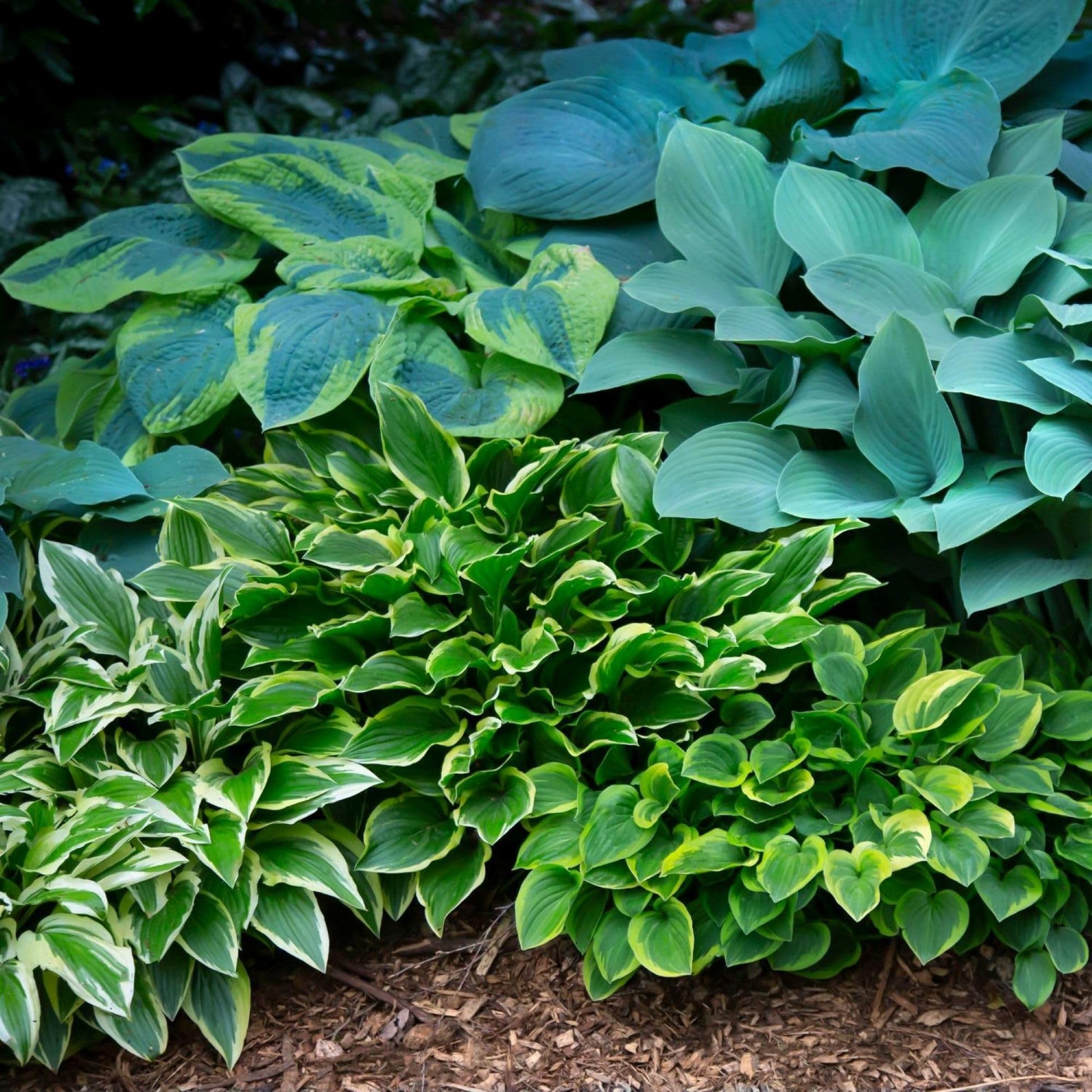 Mixed Jumbo Hosta Roots for Shade Gardens, Borders, Containers & Outdoor Landscapes