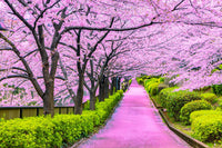 Kirschbaum Flower Seeds for Planting, Unique Variety, 100 pcs for planting in your garden.