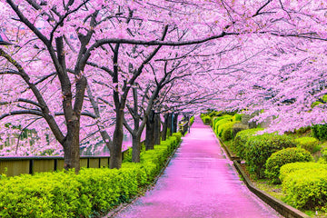 Kirschbaum Flower Seeds for Planting, Unique Variety, 100 pcs for planting in your garden.