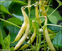 Organic Gold Rush Bean Seeds for Planting heirloom & Non-GMO Seeds