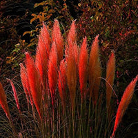 Red Pampas Grass Seed
