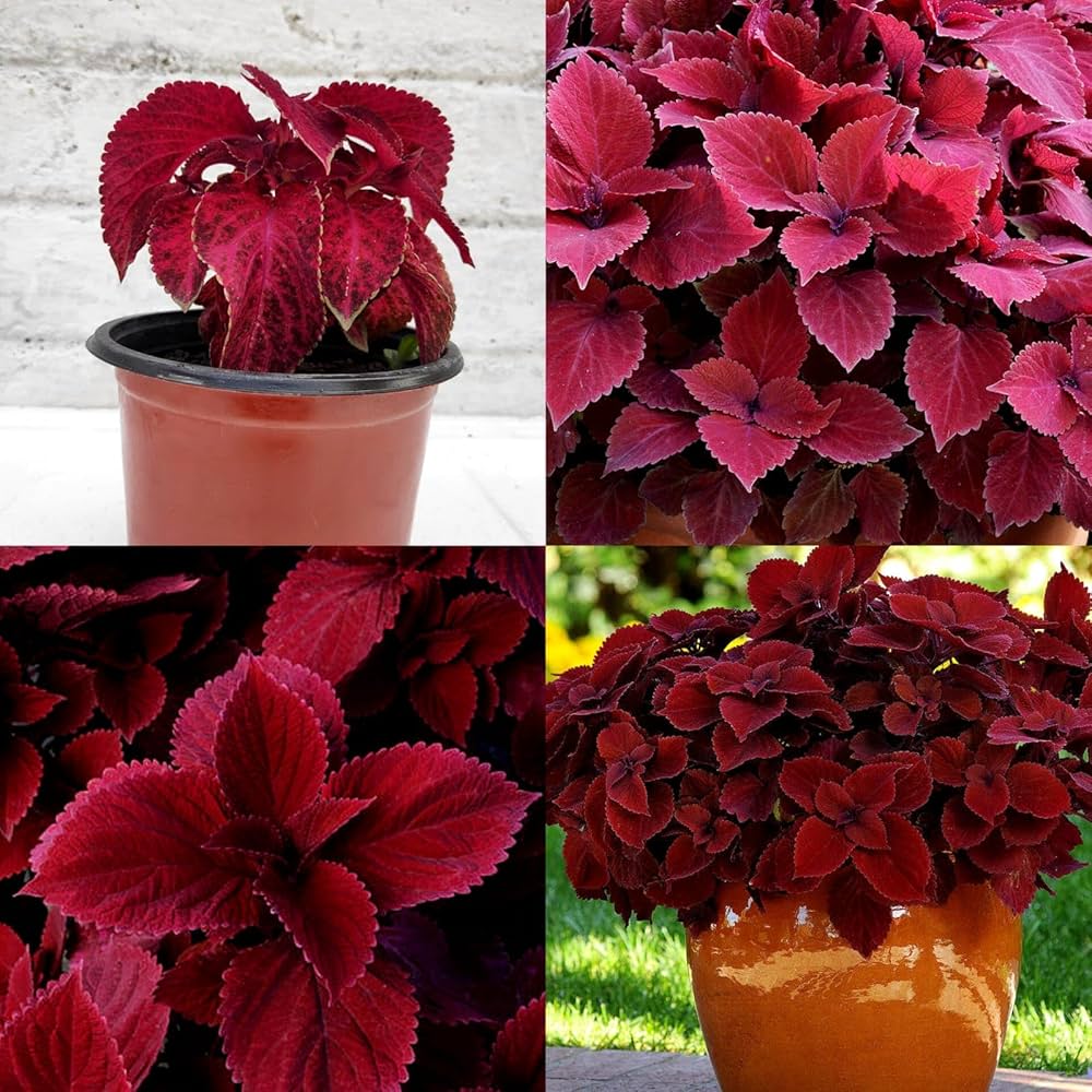 Red Trailing Queen Coleus seeds for Planting - Heirloom and Non-GMO seeds for home garden