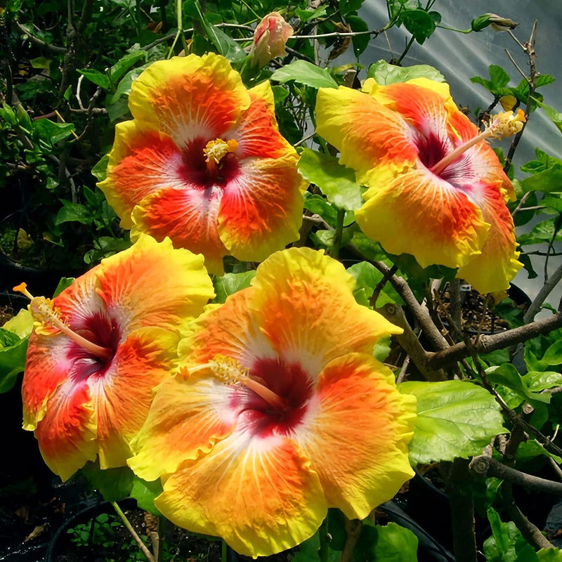 Heirloom Hibiscus Flower Seeds – Non-GMO Tropical Flower Seeds for Planting