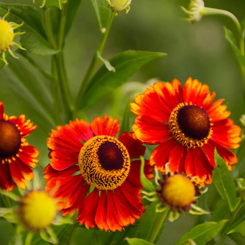 Helenium Flower Seeds for Planting, Heirloom, Non-GMO, 100 pcs