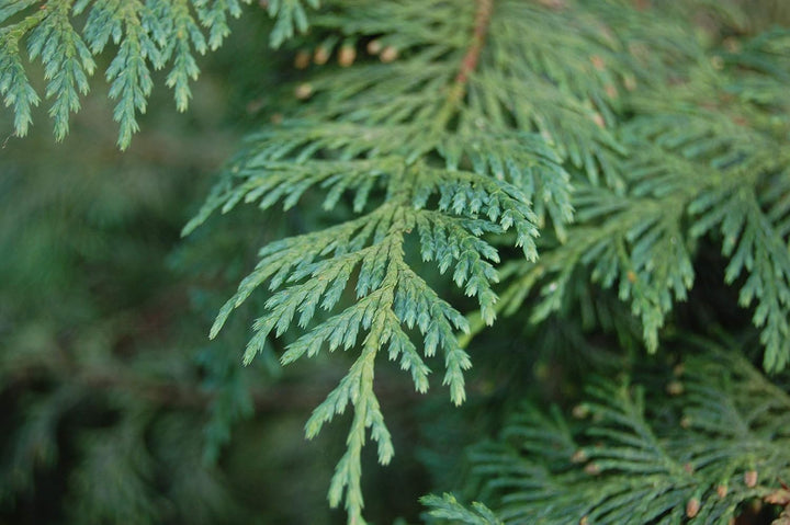 Pendula Chamaecyparis Nootkatensis Seeds for Planting-NON GMO Seeds