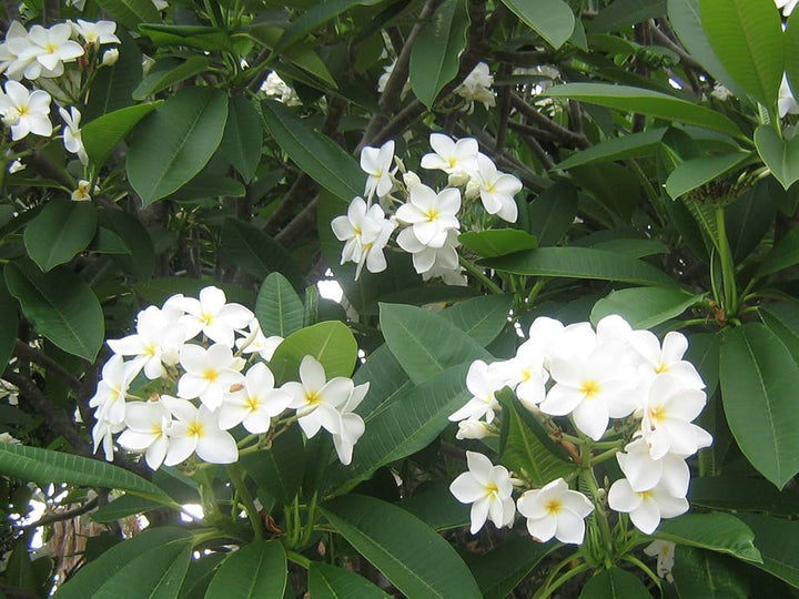 White Egg Flower Seeds for Garden Planting – Heirloom, Non-GMO Bright Bloom Variety