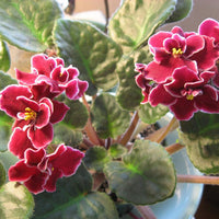 African Violet Flower Seeds Red â€“ Heirloom, Non-GMO Seeds for Planting Indoor Garden Blooms