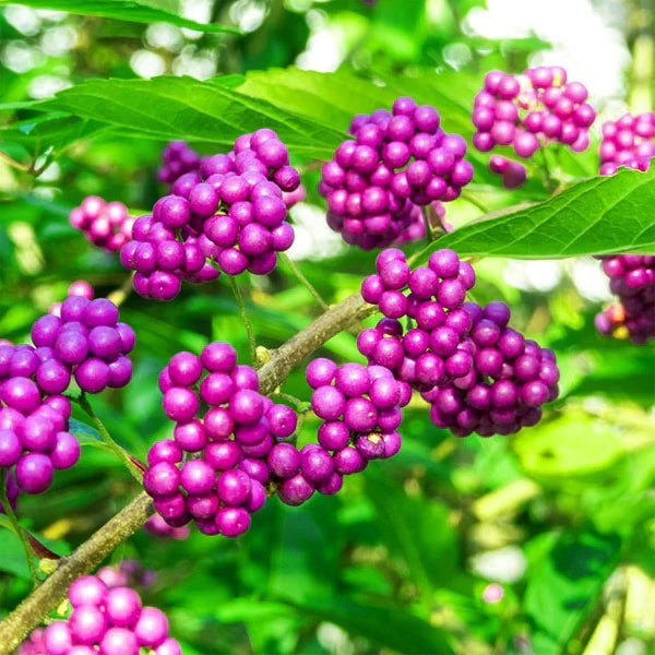 American Beautyberry Fruit Seeds