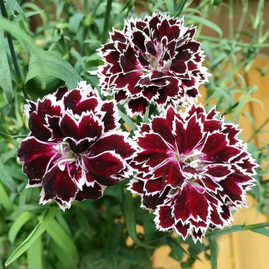 Heirloom Non-GMO Maroon White Carnation Flower Seeds for Planting – Bicolor Fragrant Bloom Seeds
