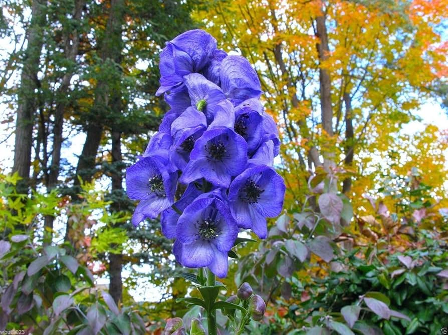 Heirloom Wolfsbane Flower Seeds for Garden Planting, Non-GMO, Tall Spiked Blooms for Shaded Borders