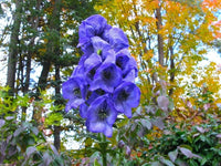 Heirloom Wolfsbane Flower Seeds for Garden Planting, Non-GMO, Tall Spiked Blooms for Shaded Borders