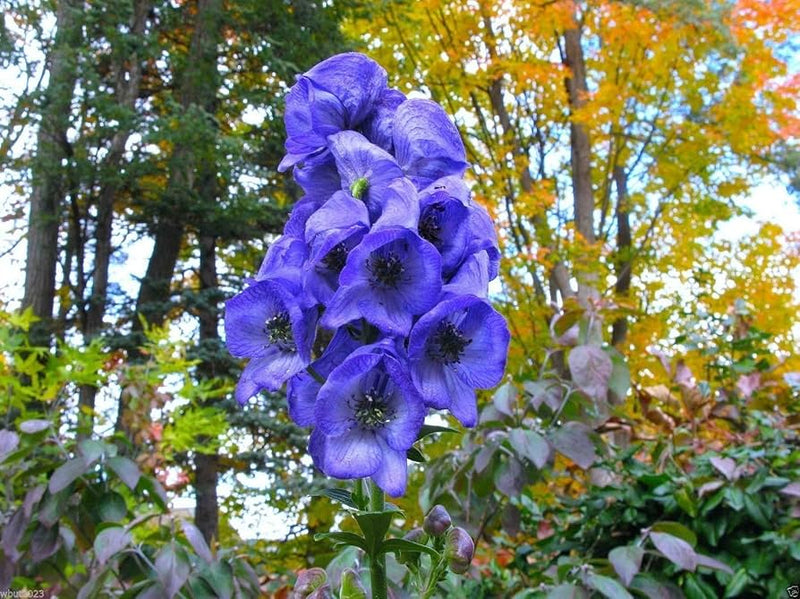 Heirloom Wolfsbane Flower Seeds for Garden Planting, Non-GMO, Tall Spiked Blooms for Shaded Borders