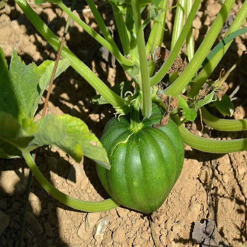 Table King Bush Acorn Squash Seeds for Planting - heirloom & Non-GMO Garden Seeds