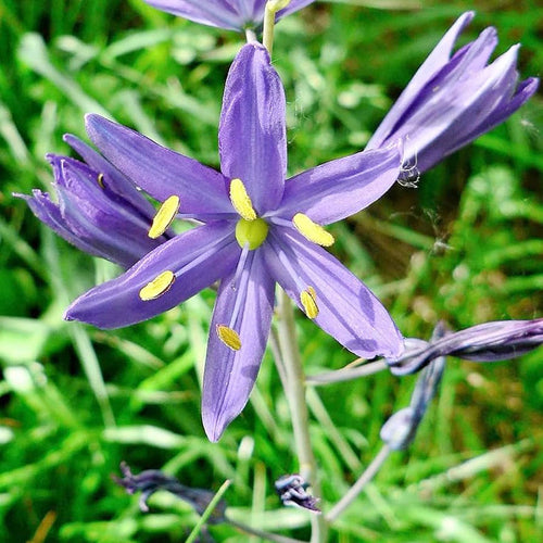 Blue Camas Camassia Flower Seeds, Heirloom, Non-GMO Seeds for Planting