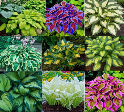 100 Pcs