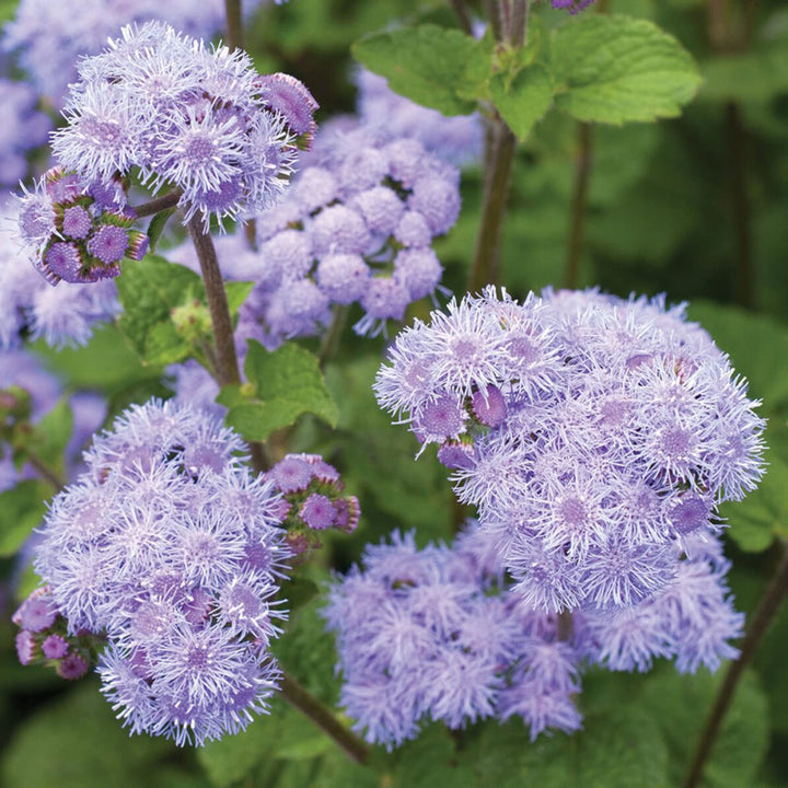 Heirloom Conoclinium Coelestinum Seeds – Non-GMO Flower Seeds for Planting