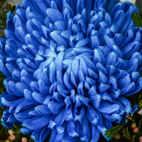 Organic Purple Blue Chrysanthemum Flower Seeds for Planting – Heirloom, Non-GMO