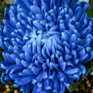 Organic Purple Blue Chrysanthemum Flower Seeds for Planting – Heirloom, Non-GMO