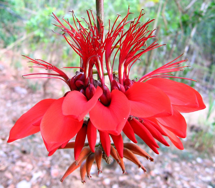 Erythrina Flower Seeds for Planting, - NON GMO Seeds