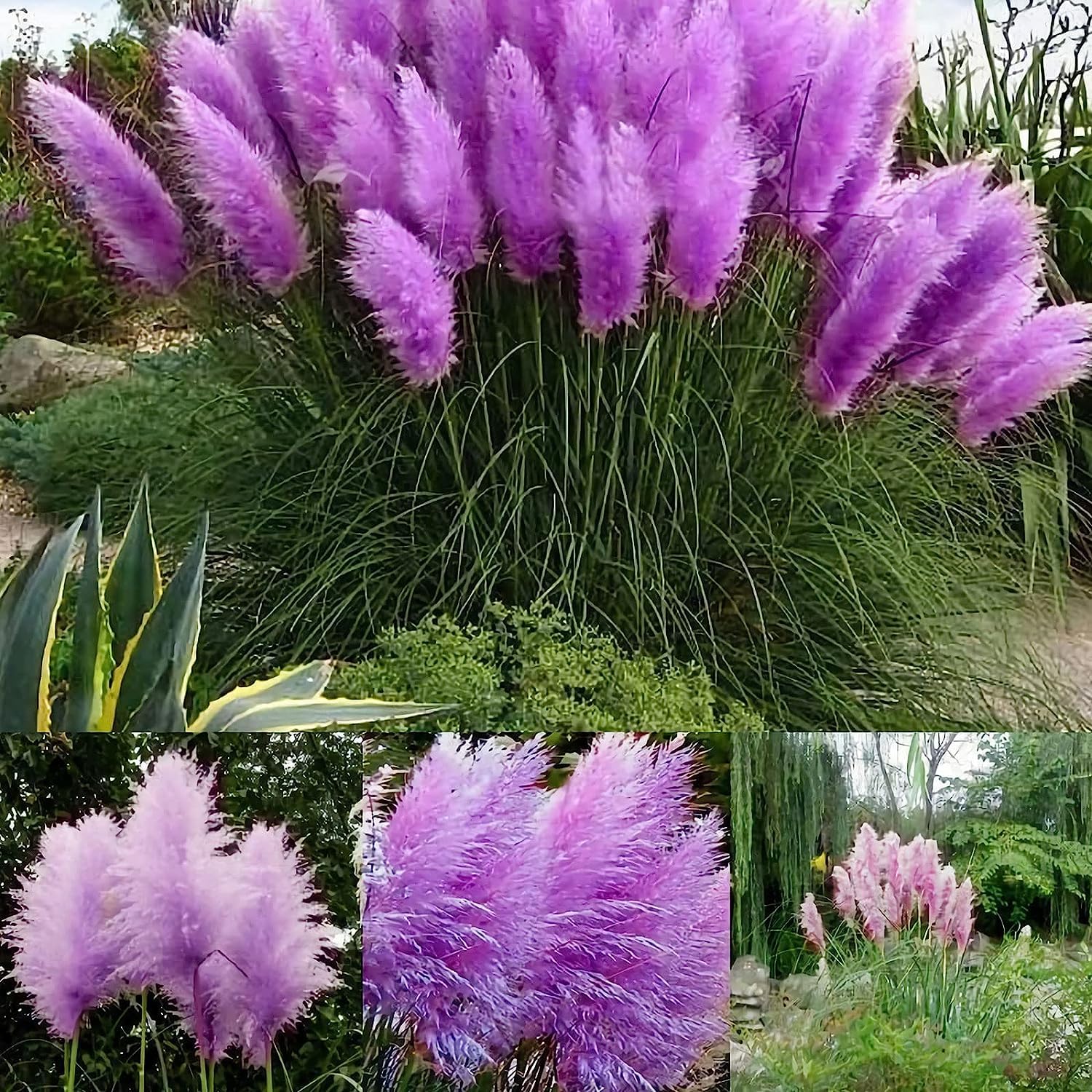 Purple Pampas Grass Seed