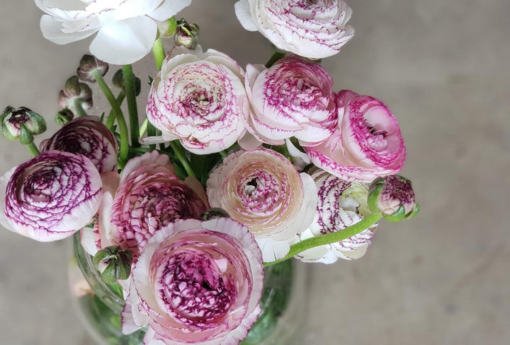 Heirloom Non-GMO White Purple Ranunculus Flower Seeds for Planting ƒ?? Rare Bloom Variety