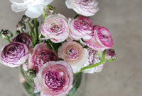 Heirloom Non-GMO White Purple Ranunculus Flower Seeds for Planting ƒ?? Rare Bloom Variety