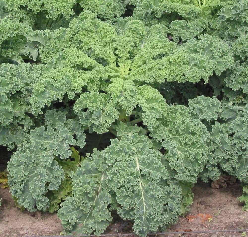 Green Curled Kale Vegetable Seeds for Planting heirloom & Non-GMO Seeds